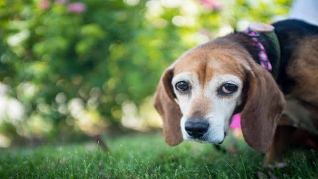 Hund fiept ständig 