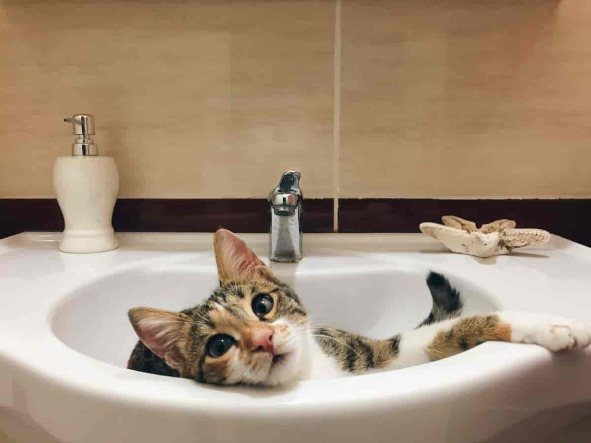 Warum kommt meine Katze immer mit ins Badezimmer?