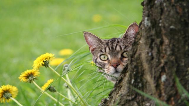 Deine Katze frisst Gras? Was du darüber wissen solltest!