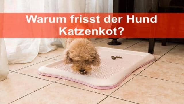 Hund frisst Katzenkot – Gründe und Lösungen