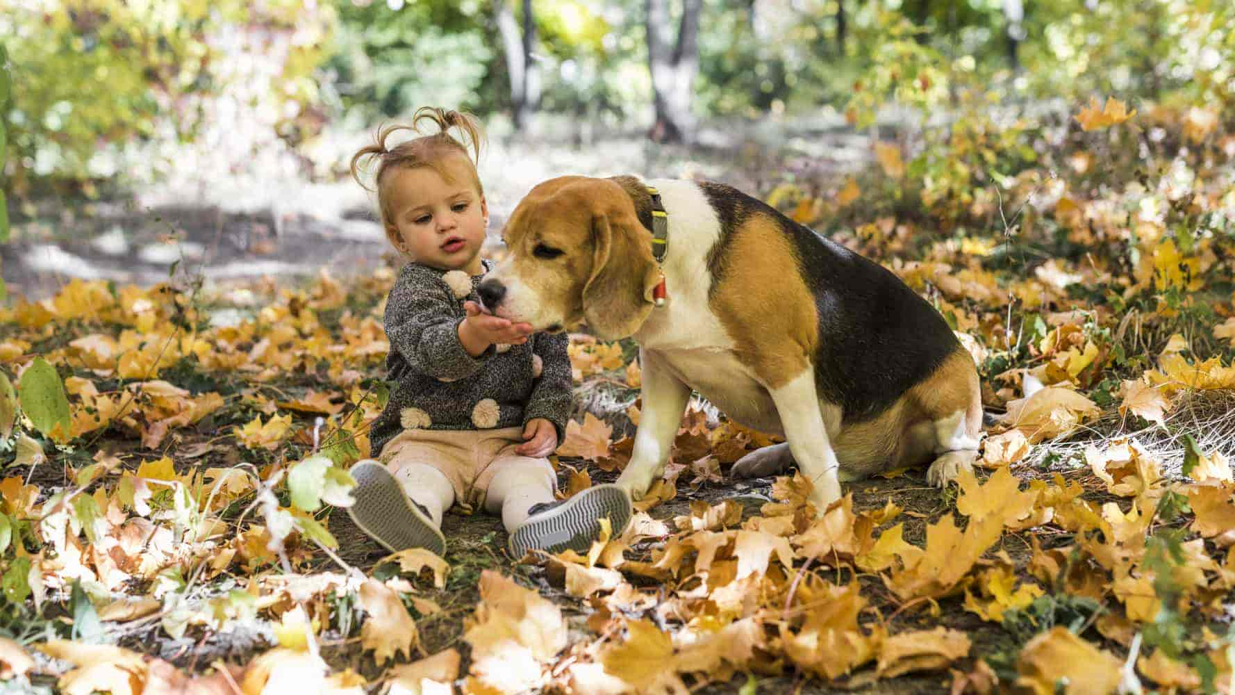 Hund frisst Erde: 3 Ursachen & Lösungen Erklärt vom Profi