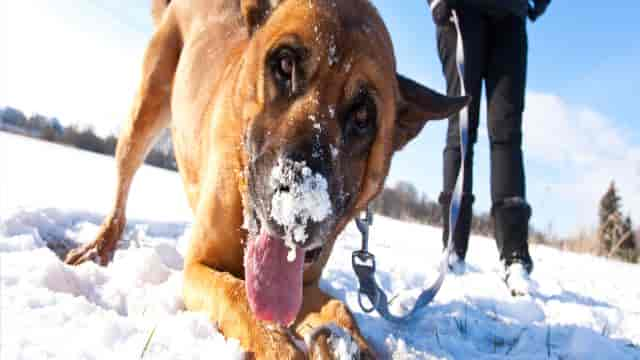 Durchfall beim Hund durch Schneefressen und Kälte