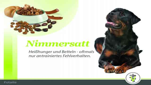 Nimmersatt – warum manche Hunde (scheinbar) ständig Hunger haben