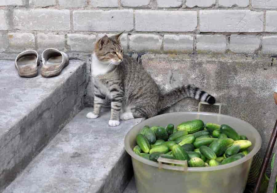 Warum haben Katzen Angst vor Gurken?