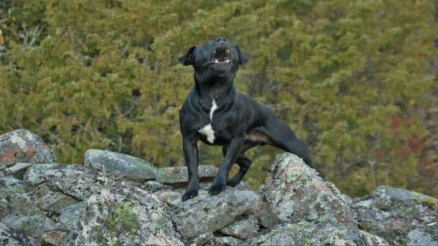 Warum heult der Hund? Liste der möglichen Gründe für das Heulen