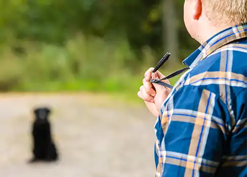 Hund hört nicht: Fünf Tipps zum sicheren Rückruf des Hundes