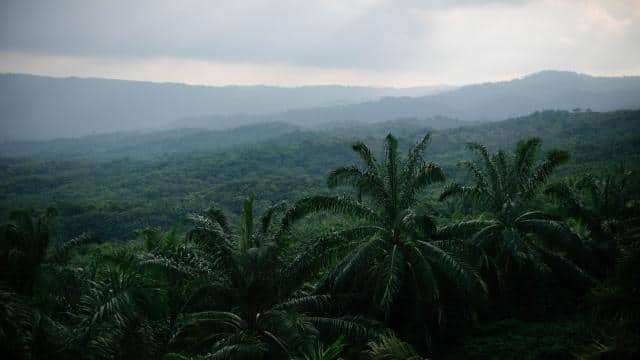 Warum ist Palmöl schädlich für die Umwelt?