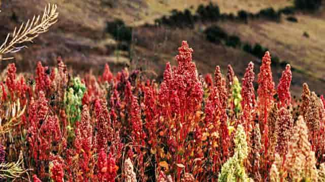 Quinoa: 9 Dinge, die du über das gesunde Inka-Getreide wissen solltest