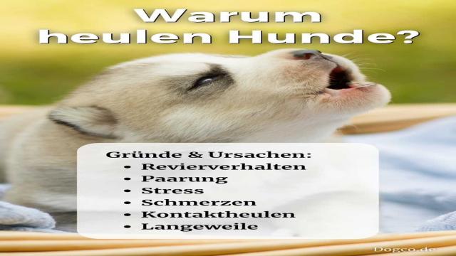 Warum heulen Hunde?