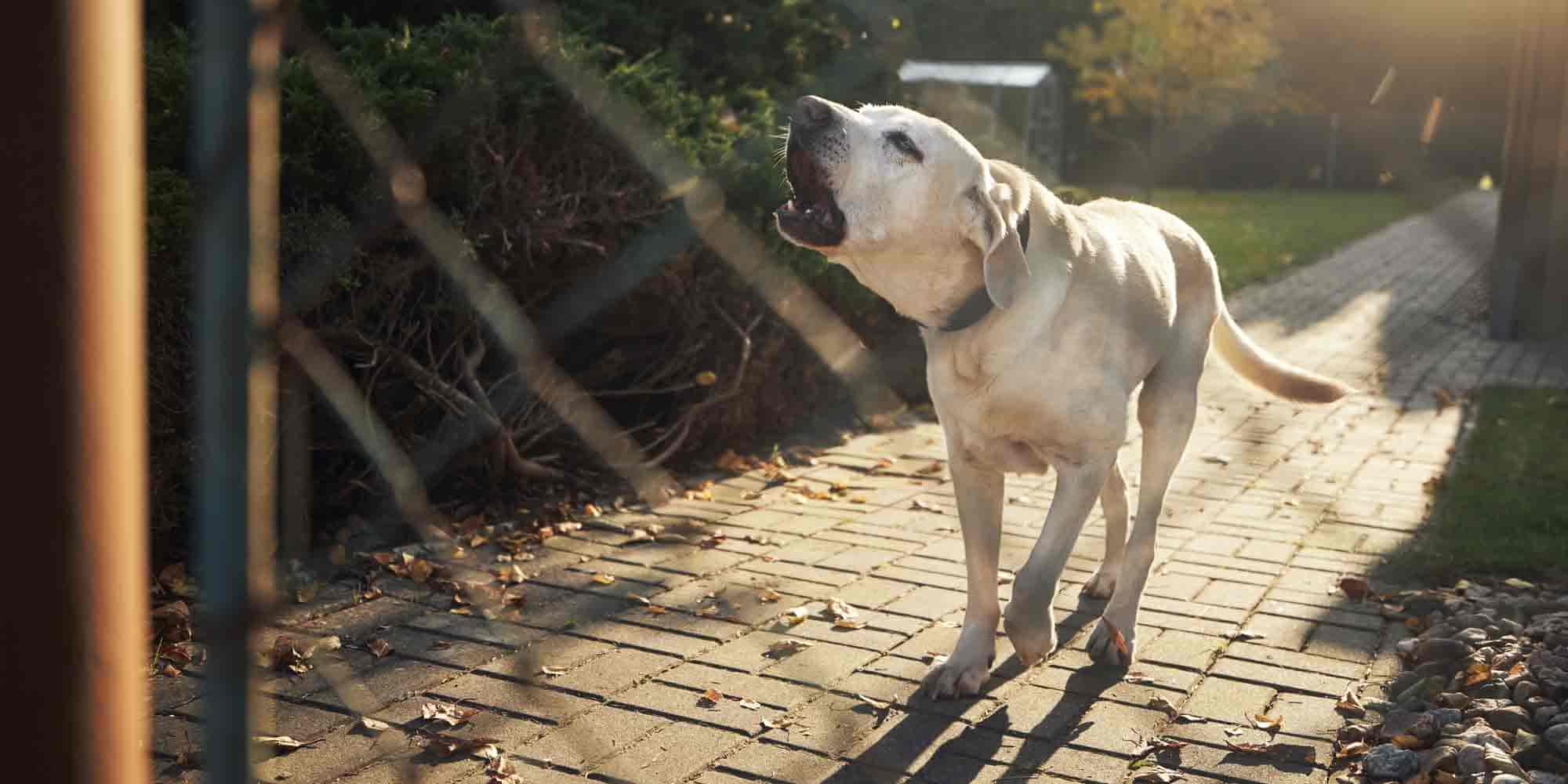 Hund jault: Ursachen, Tipps und Antworten auf häufige Fragen