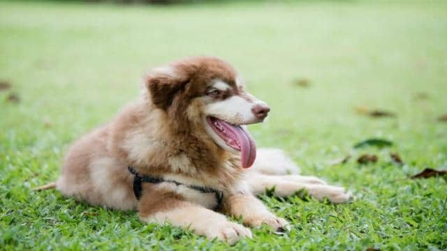 Dein Hund kommt nicht zur Ruhe? 6 Gründe & 5 Lösungen