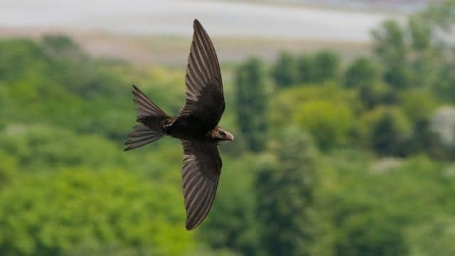 Warum können Vögel fliegen? Flugarten, Flugbilder & interessante Fakten