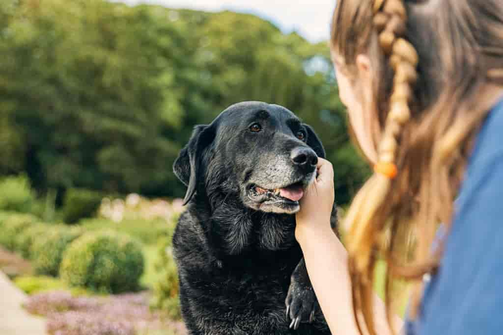 Was bedeutet das Lecken eines Hundes?