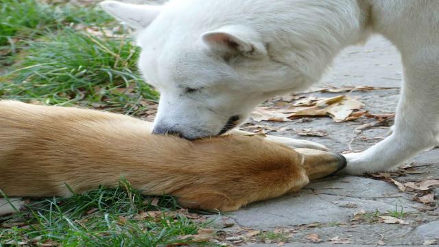 2 Gründe, warum Hunde an den Ohren lecken