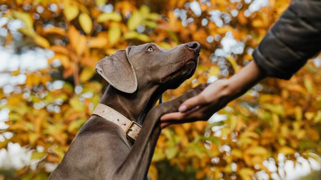 Darum leckt sich dein Hund die Pfoten: Ursachen & Hausmittel