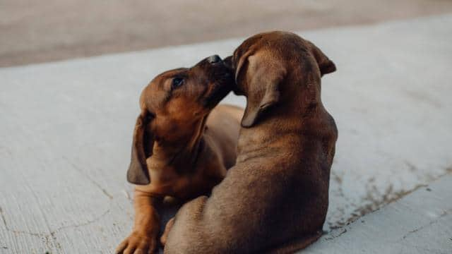 Warum leckt mein Hund mich immer ab? Das steckt dahinter