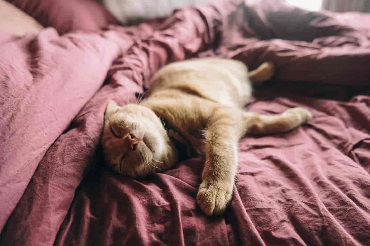 Katze im Bett – Wieso schläft meine Katze auf mir?