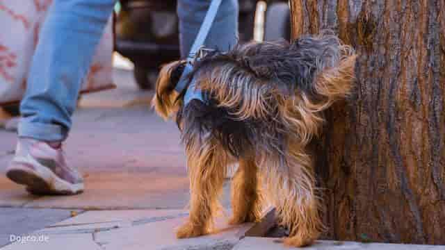 Hund pinkelt in Wohnung