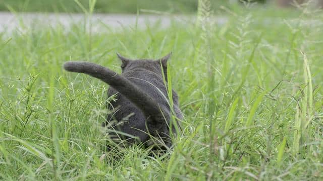 Die Katze markiert – Ursachen und Lösungsansätze