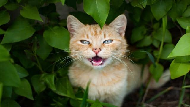 Warum miaut meine Katze so viel? 7 Ursachen und Lösungen