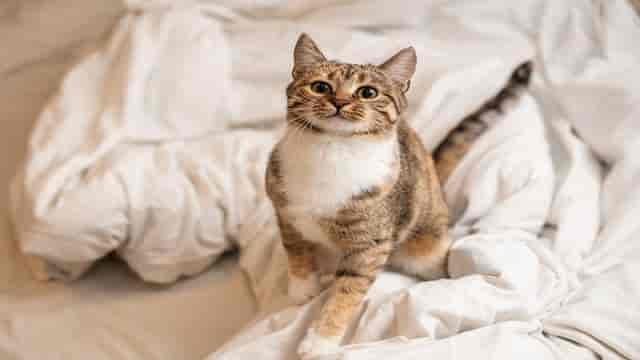 Katze pinkelt ins Bett – Das sind die Ursachen