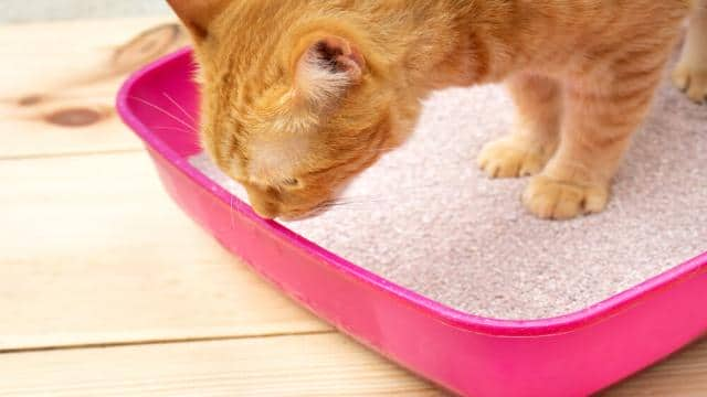 Deine Katze pinkelt ins Bett? 5 Gründe & Notfalltipps