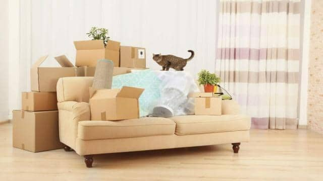 Deine Katze pinkelt auf die Couch – Ursachen & Lösungen