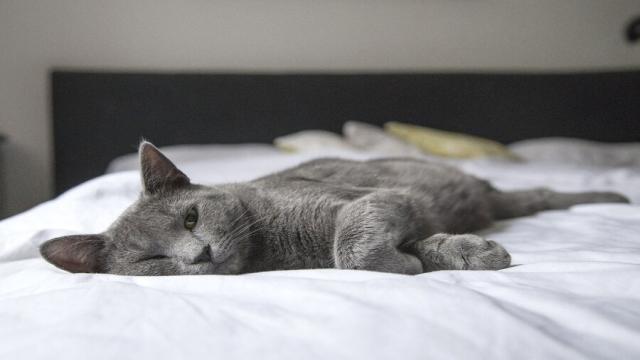 Ihre Katze pinkelt ins Bett: Ursachen und Lösungen