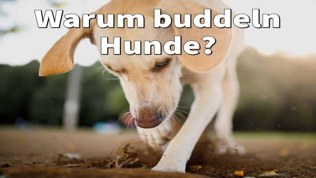 Warum buddeln Hunde?