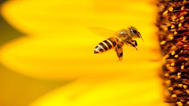 Warum Bienen so wichtig für unsere Umwelt sind