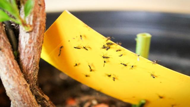 Trauermücken bekämpfen: So wird man die Fliegen in der Blumenerde los