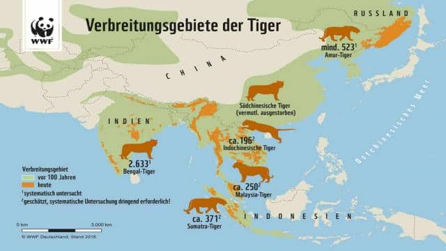 Wodurch die Tiger bedroht sind: Wilderei, Lebensraumverlust & Aberglaube