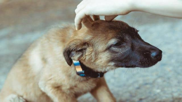 Warum soll man Hunde nicht auf dem Kopf streicheln? (Grund)