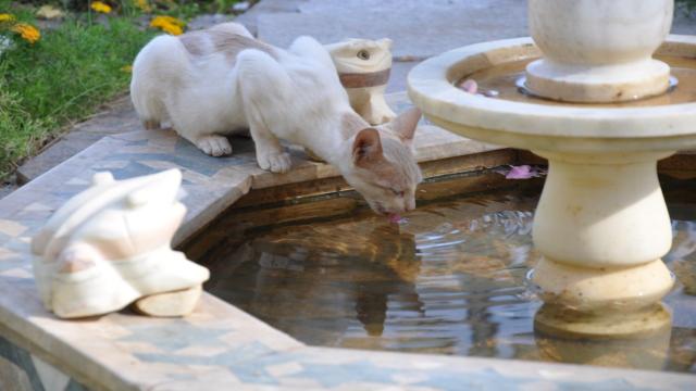 Ihre Katze trinkt nicht – Welche Gründe stecken dahinter?