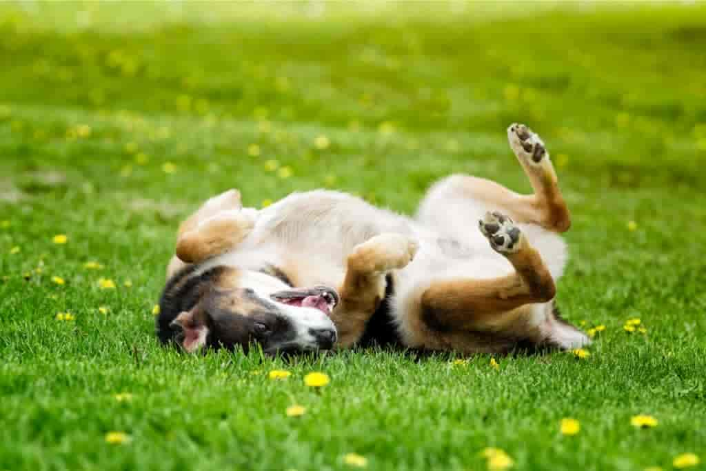 Warum wälzen sich Hunde im Gras? 9 mögliche Gründe