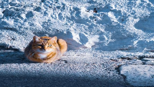 Meine Katze zittert – Symptome, Ursachen und Behandlung