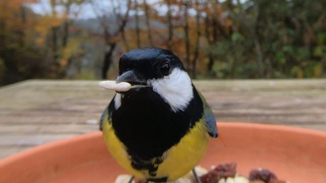 Sonnenblumenkerne als Vogelfutter im Test | Geschält oder ungeschält? Schwarz oder Gestreift?