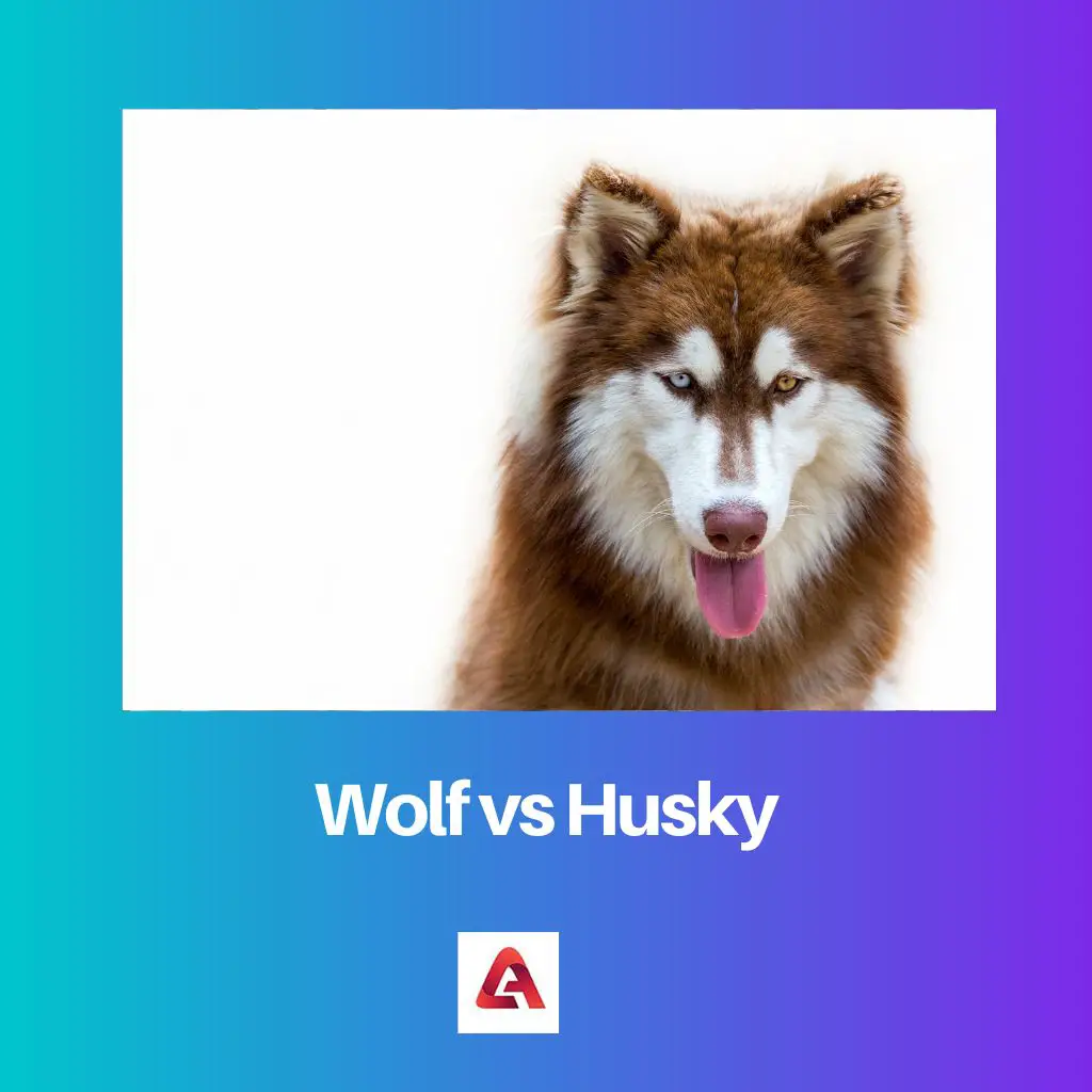 Wolf vs. Husky: Unterschied und Vergleich