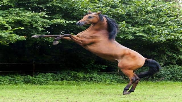 Heiße Öfen, hohe Preise – Das Vollblut Pferd im Portrait