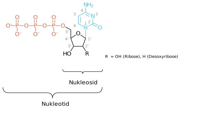 Aufbau von DNA und RNA