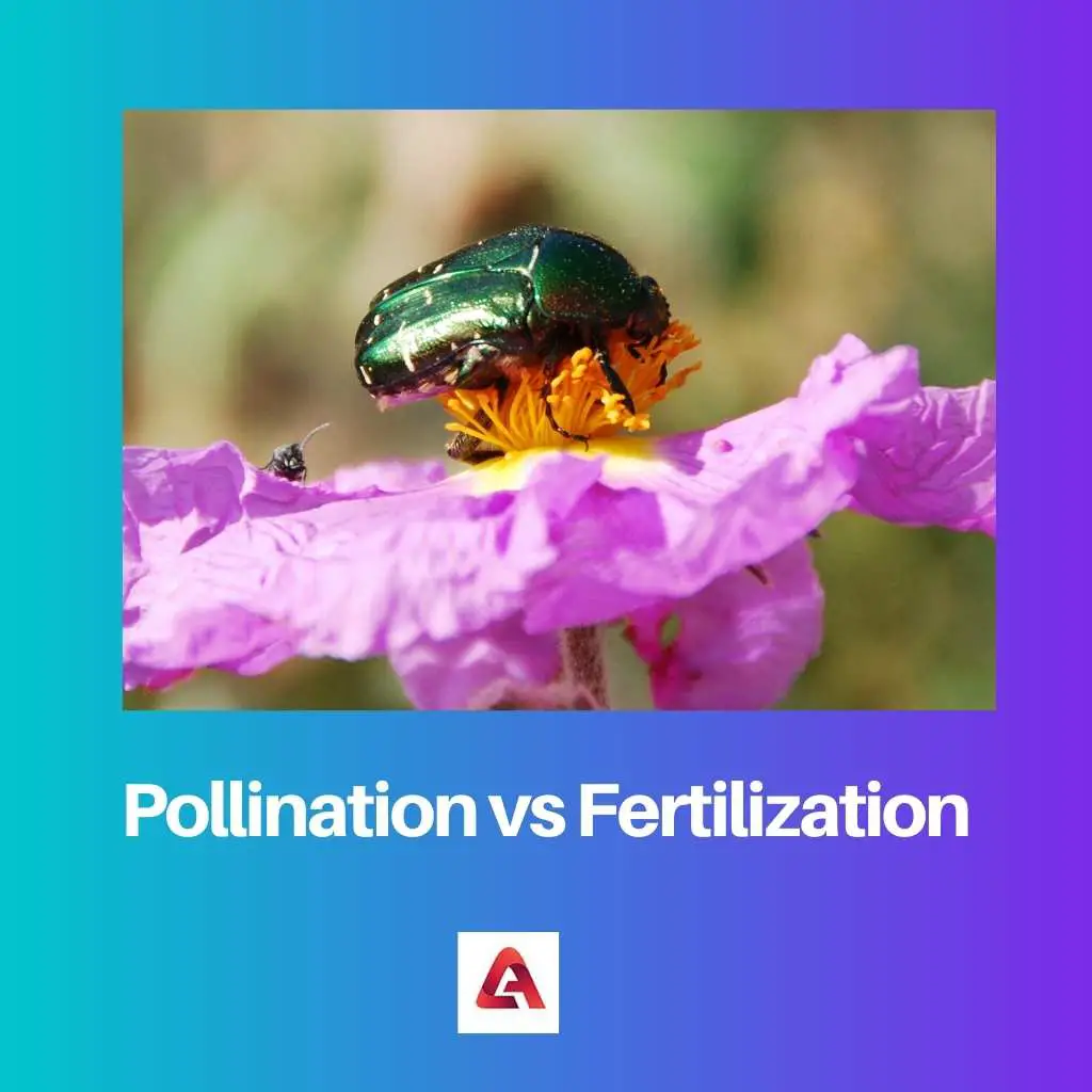 Bestäubung vs. Befruchtung: Unterschied und Vergleich