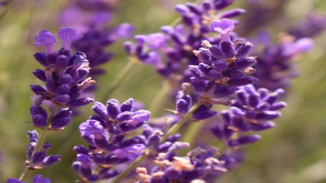 Der Unterschied zwischen Lavendel und Lavandin