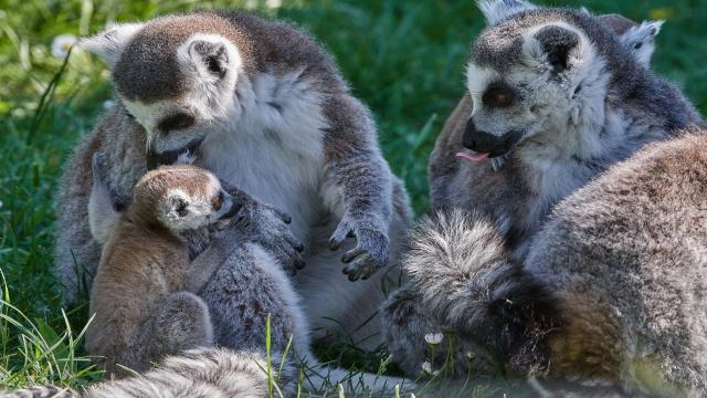 Lemuren – die cleveren Halbaffen von Madagaskar