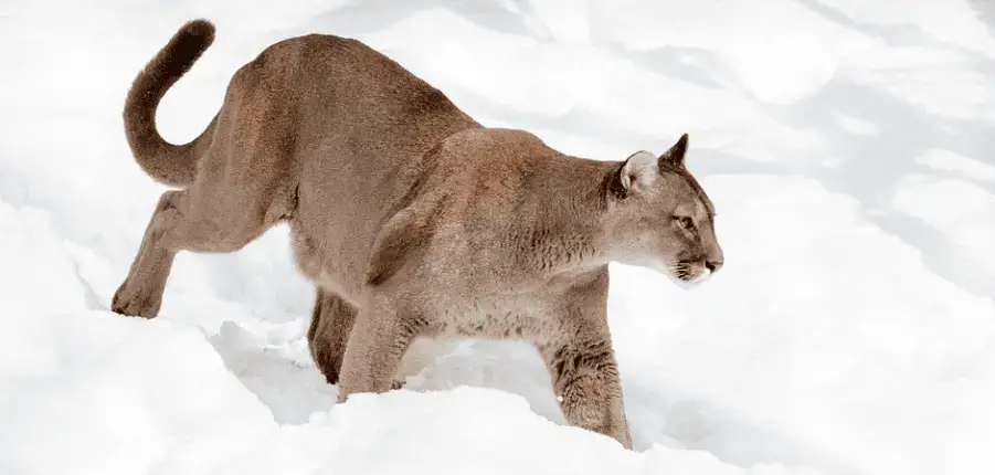 Puma, Panther & Jaguar – Unterschiede & Gemeinsamkeiten