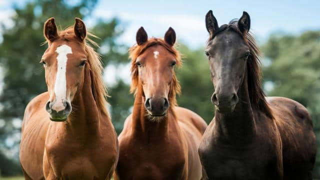 Pferdetypen: Das unterscheidet Warmblut, Vollblut und Kaltblut