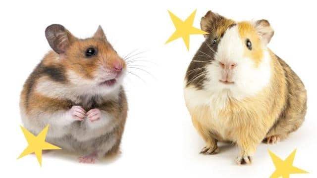 Was ist der Unterschied zwischen einem Hamster und einem Meerschweinchen?