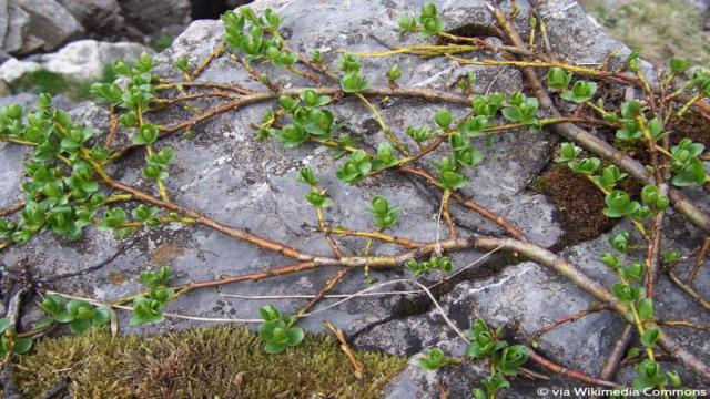 Weide-Arten: die häufigsten 16 Weidensträucher