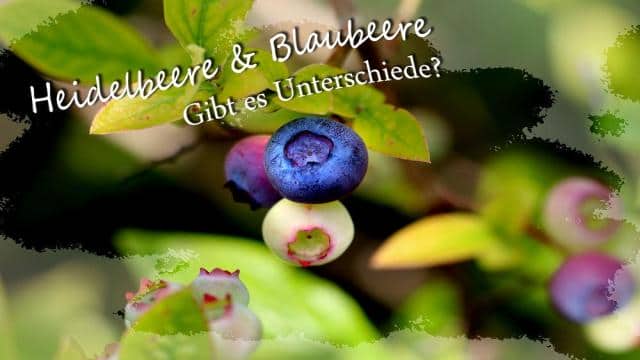 Heidelbeeren und Blaubeeren: ein und dasselbe? Gibt’s Unterschiede?