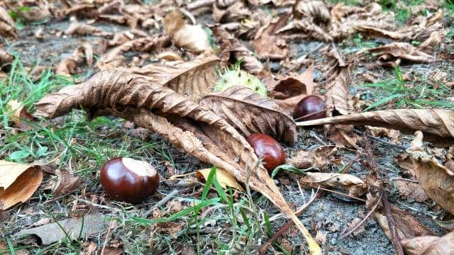 Sind Kastanien essbar? Der Unterschied zwischen Rosskastanie und Kastanie