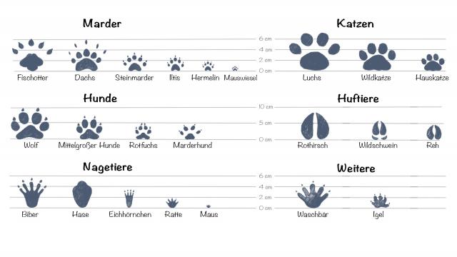 Tierspuren im Schnee: Wie erkenne ich Fuchs, Hase und Co.?